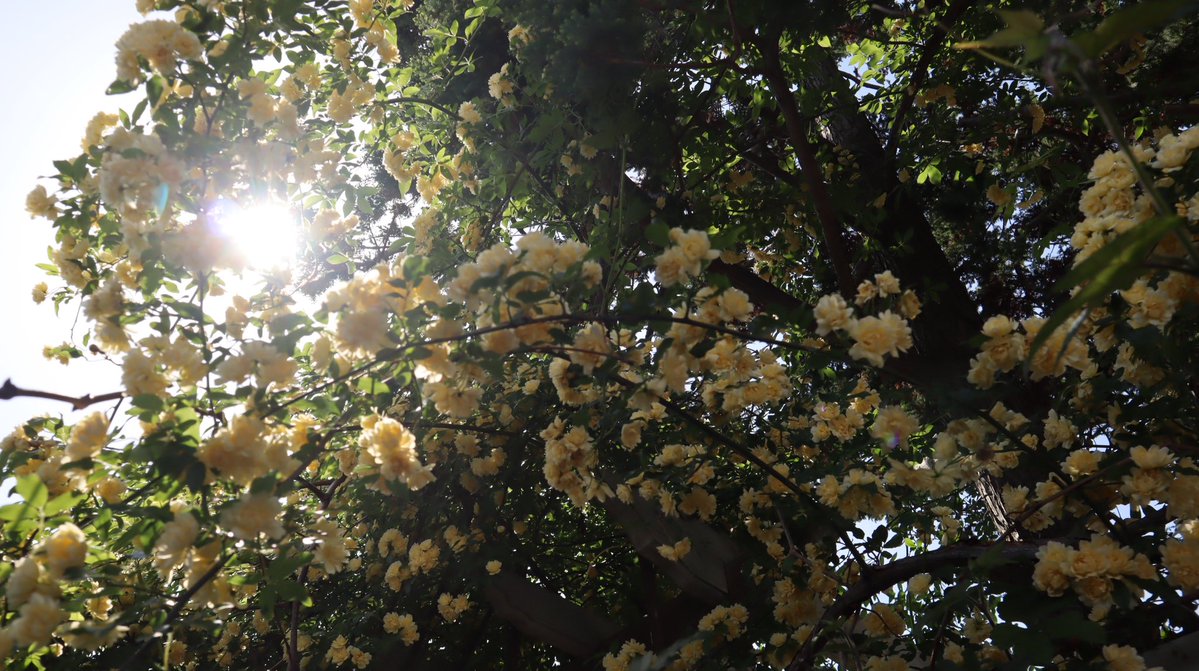 ムラサキノハナ👾 tweet media