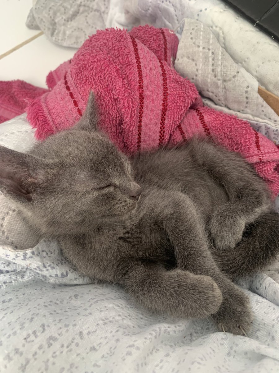 Maranhense 1️⃣3️⃣ tweet media