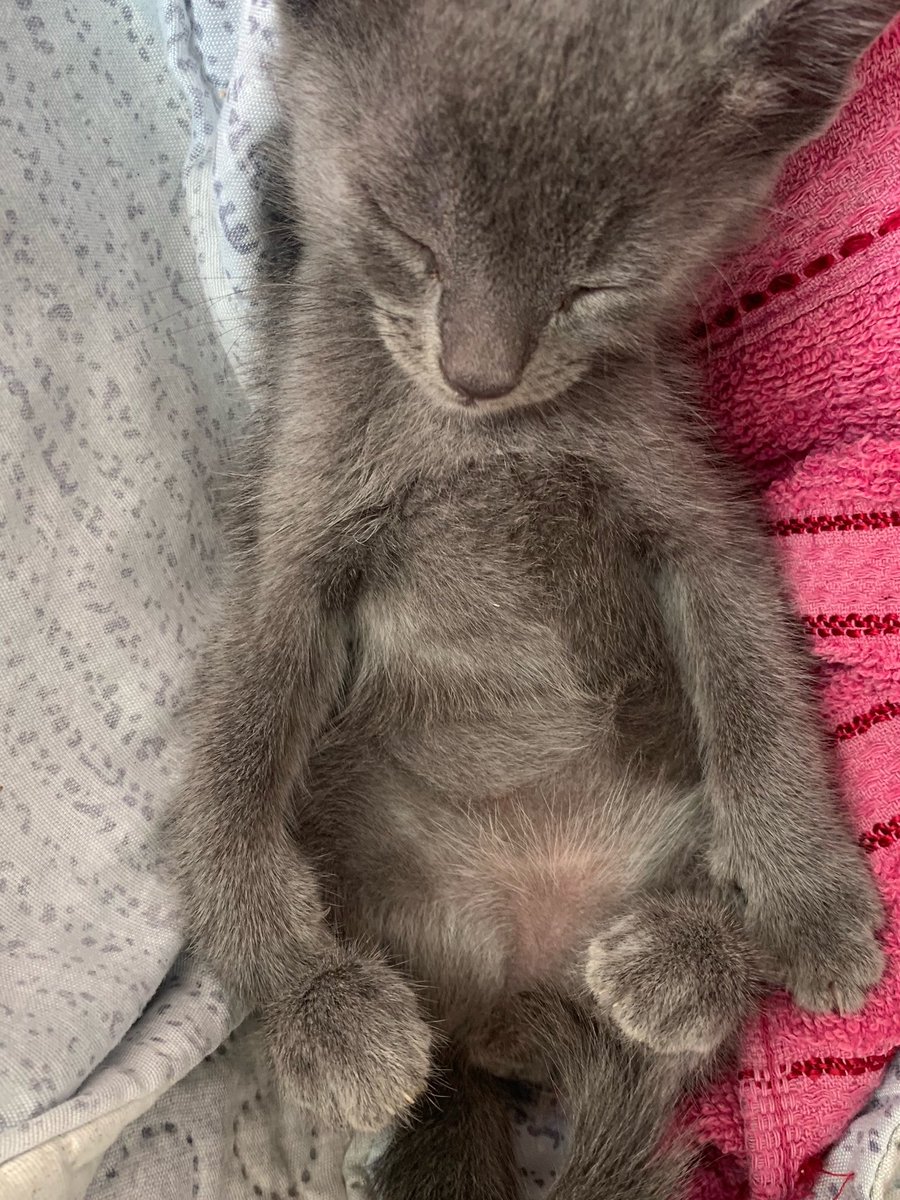 Maranhense 1️⃣3️⃣ tweet media