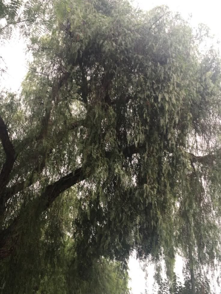 Kazuhse's tweet image. Savoring the sparkle of this sun-drenched day.