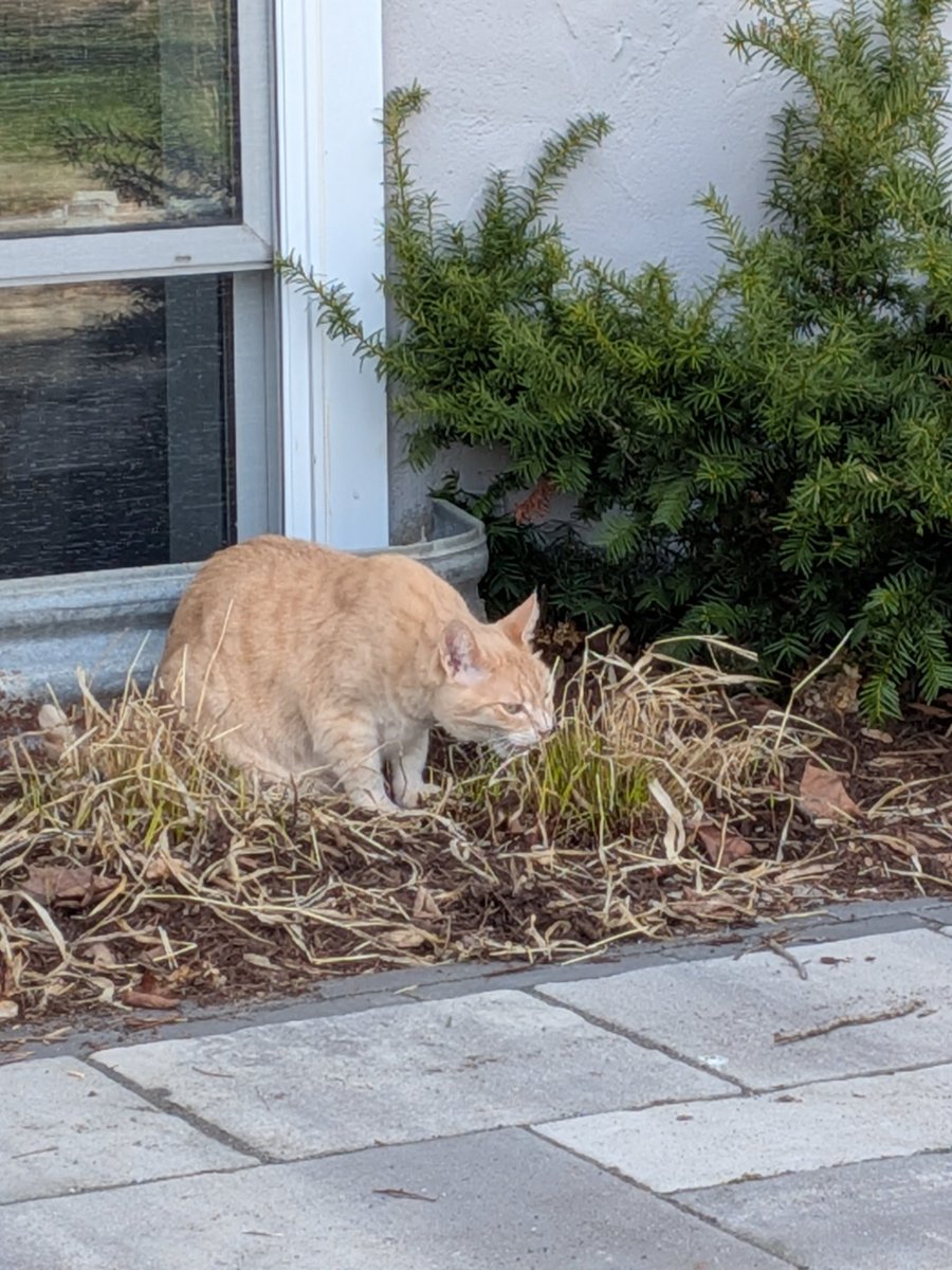 ShawnaLeeG's tweet photo. Maggie enjoying the first taste of Spring! #cats #catsoftwitter #bufftabby https://t.co/NGNlMakRv6
