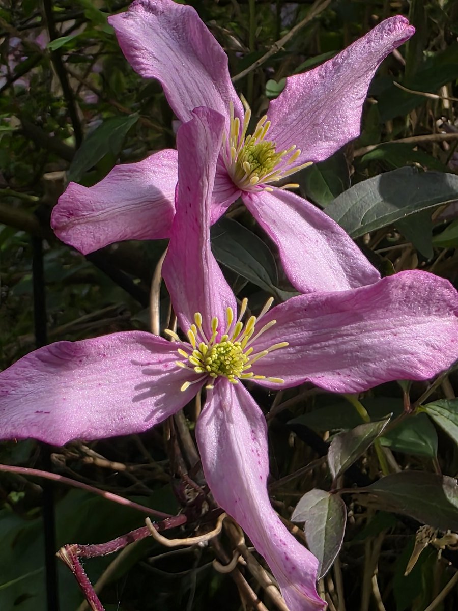 Rachael67947693's tweet image. I adore this montana of mine, the flower colour is unusually vivid.
#flower #garden #nature #plant