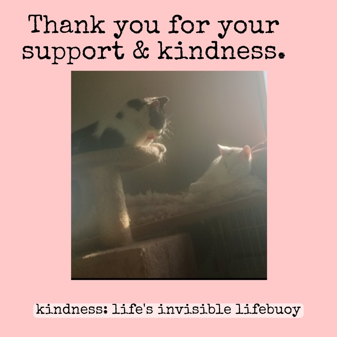 catlowry54's tweet image. #Pen doing his shift keeping #Leanbh company #thankyou for helping me help them