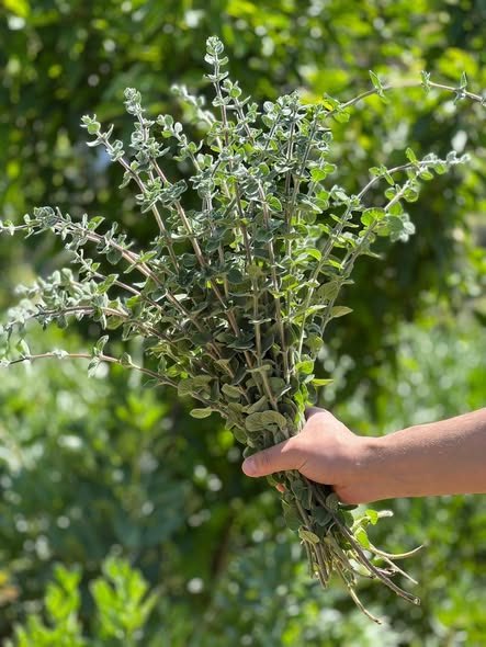 Ghali ⵣ 𓂆🍉🗝️🇵🇸 tweet media