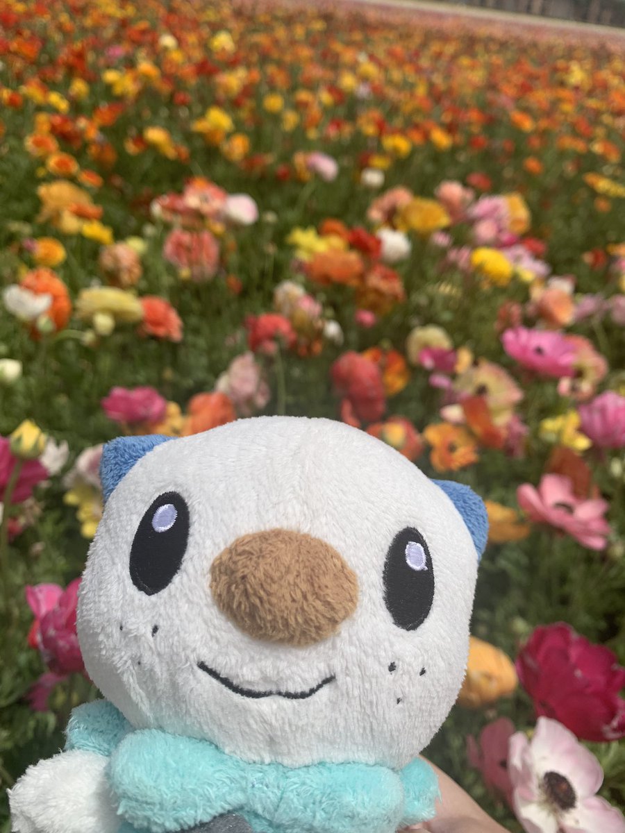 Oshawott tweet media