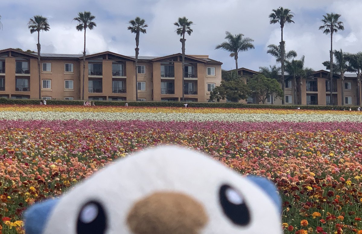 Oshawott tweet media