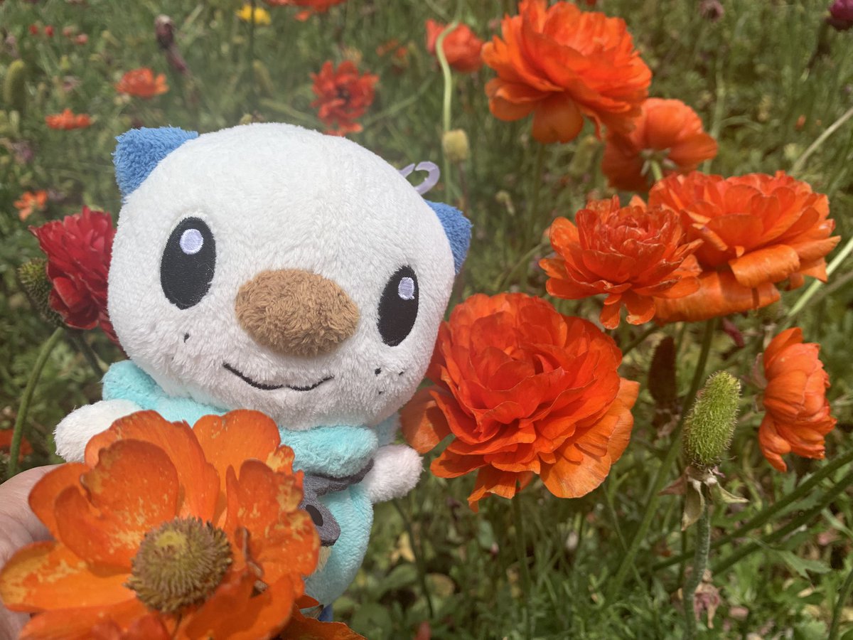 Oshawott tweet media