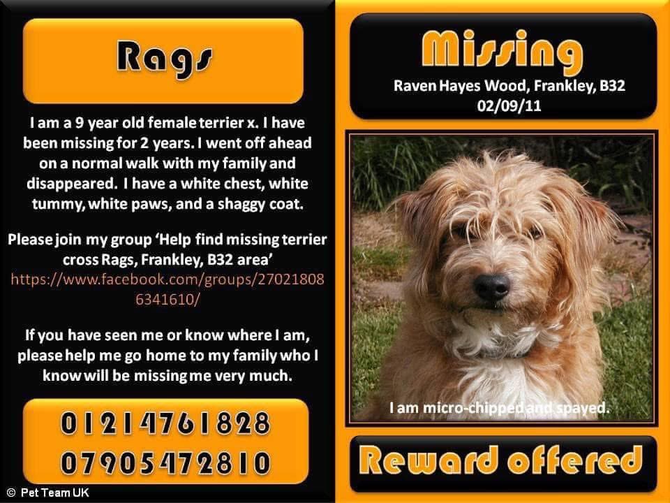 rosieDoc2's tweet photo. #StolenDogHour 

ITS BEEN SO LONG SINCE RAGS WENT MISSING BUT SHE MUST OF BEEN SOMEWHERE!!!!
Anyone take in? Adopt? Find? Sold a dog that COULD BE HER? 
Lost #B32 area 2/9/11 still missed so much 😓

@The_Animal_Team @qu1ncey @02031961pat @pettheftaware @BitofDecorum @Lisaeljo https://t.co/xwVm4vKePM