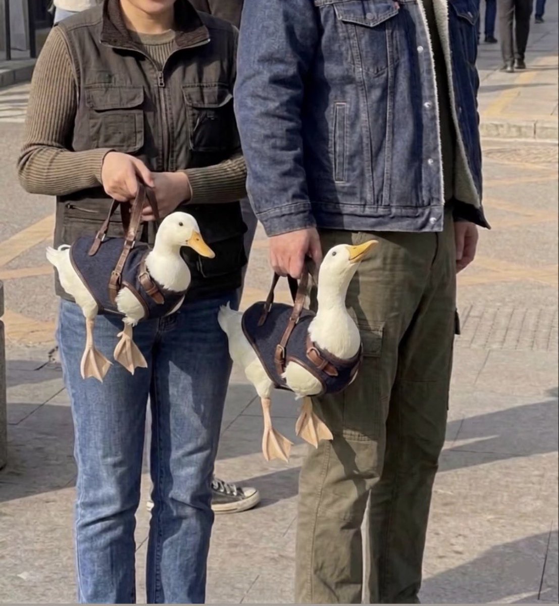 Mr. Mallard tweet media