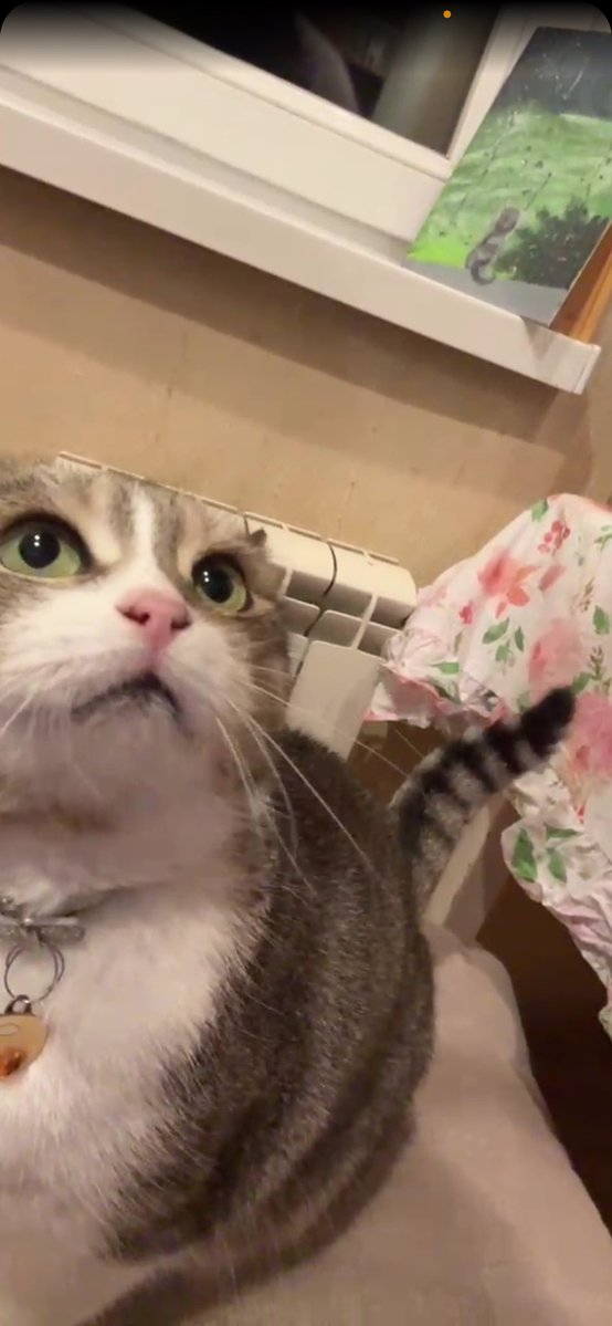 iPhone Daniel &amp; Discord Cima