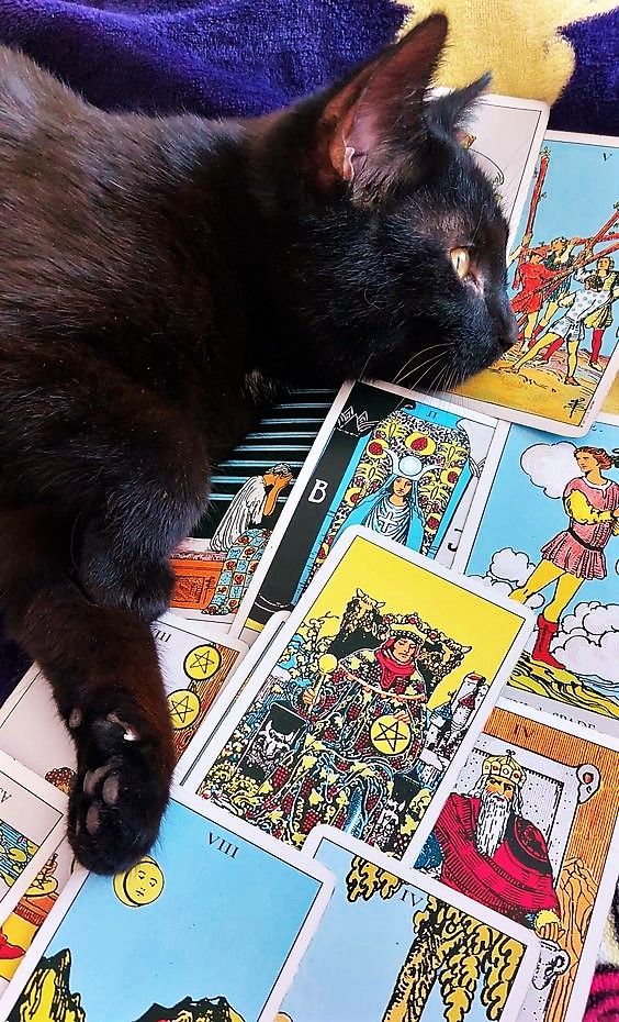 عروس دنیای فال tweet media