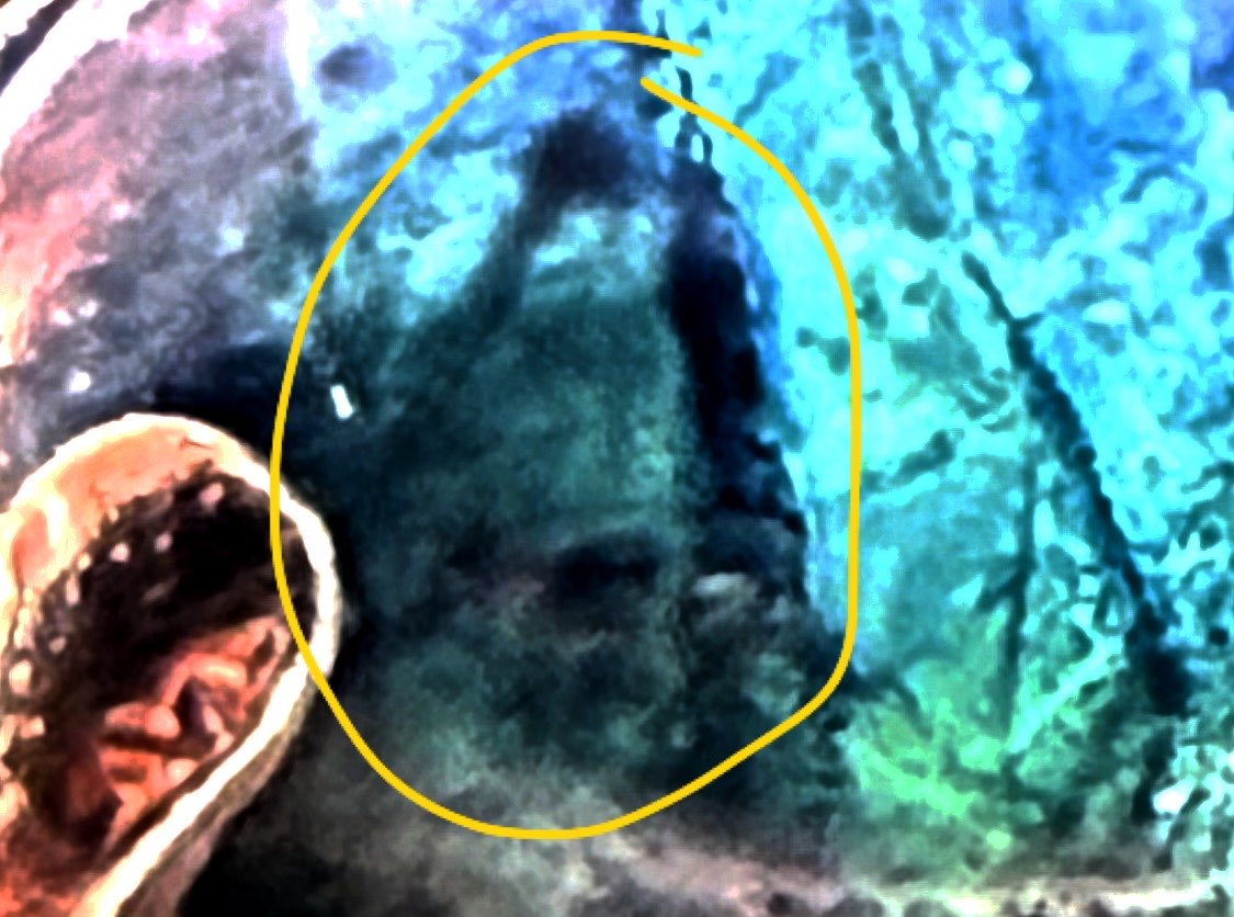 stripteasersha's tweet image. Unexpectable faces in my Saphire. #morgellons indicate that they’re not happy to be at the bright light.