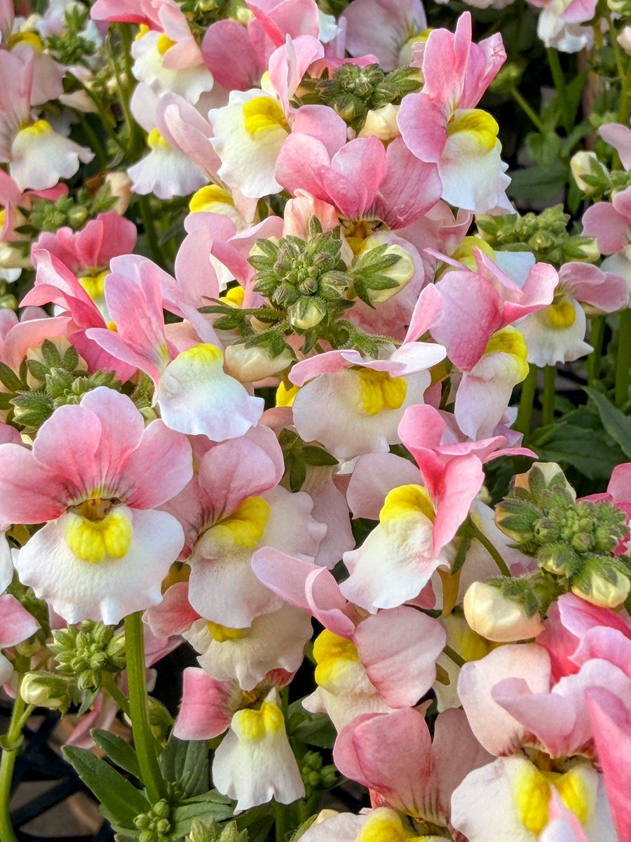 mayahime_0221's tweet image. 🍃🌸𝐺𝑜𝑜𝑑 𝑚𝑜𝑟𝑛𝑖𝑛𝑔︎ 🌸🍃

～美しい風景～