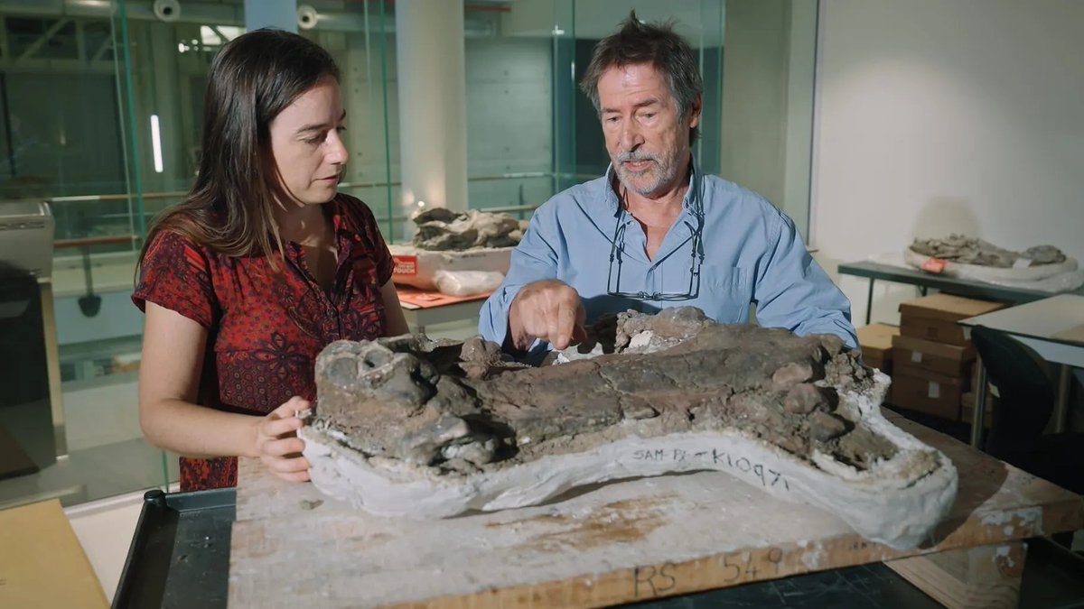 Paléontologie tweet media