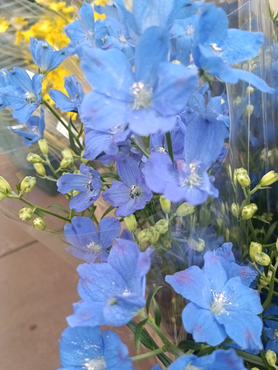 4月27日（月）🌼🌺🏵️

皆さま…おはようございます
優しい繋がり…感謝です💐

朝から☔💦
雨頼みの…東北に沢山💦
降って欲しい物ですね🥺☁️
今週も宜しくお願い
致します🌷…🌷

　　　　　　ｲｯﾃﾗｯｼｬｲ🙋