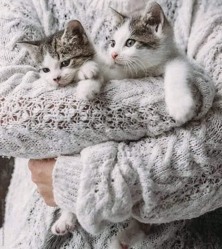 ✨مجرد حلم 💞 tweet media