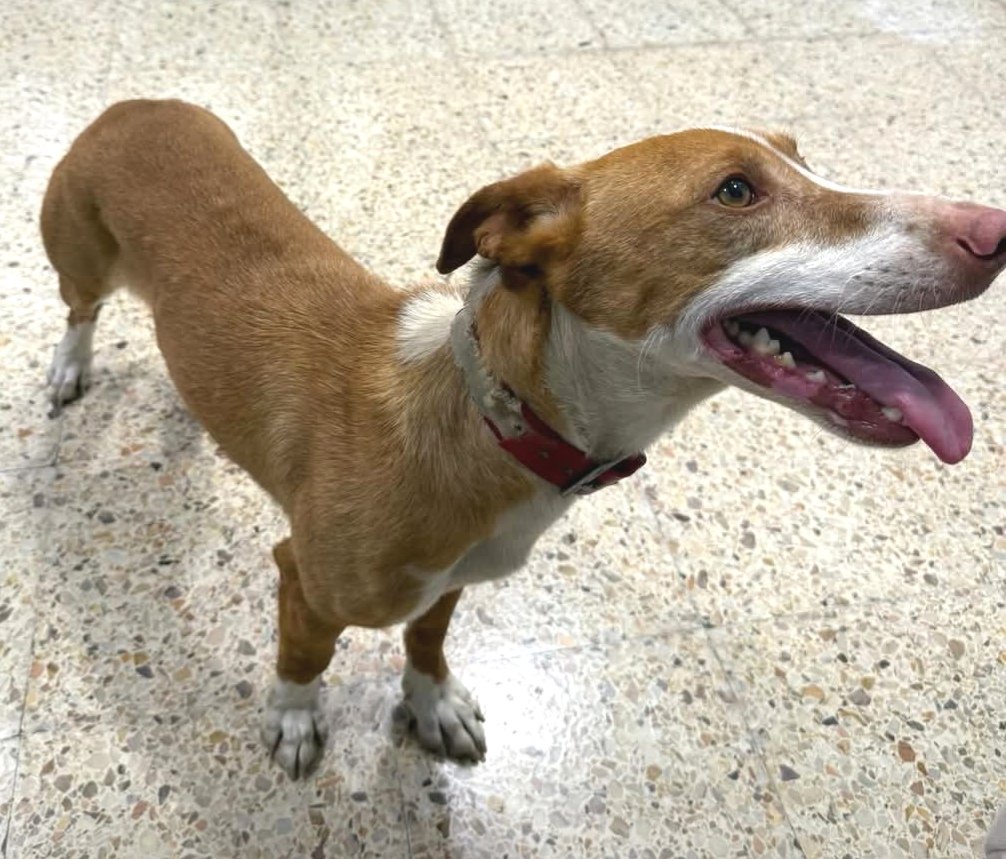 animalsmaresme's tweet photo. Gos trobat a #Tordera. No porta microxip, si saps d'algú que l'està cercant > 93 797 42 72 #xarxabarcelonatrobats #gràcies #maresme https://t.co/BAfNV0smhe