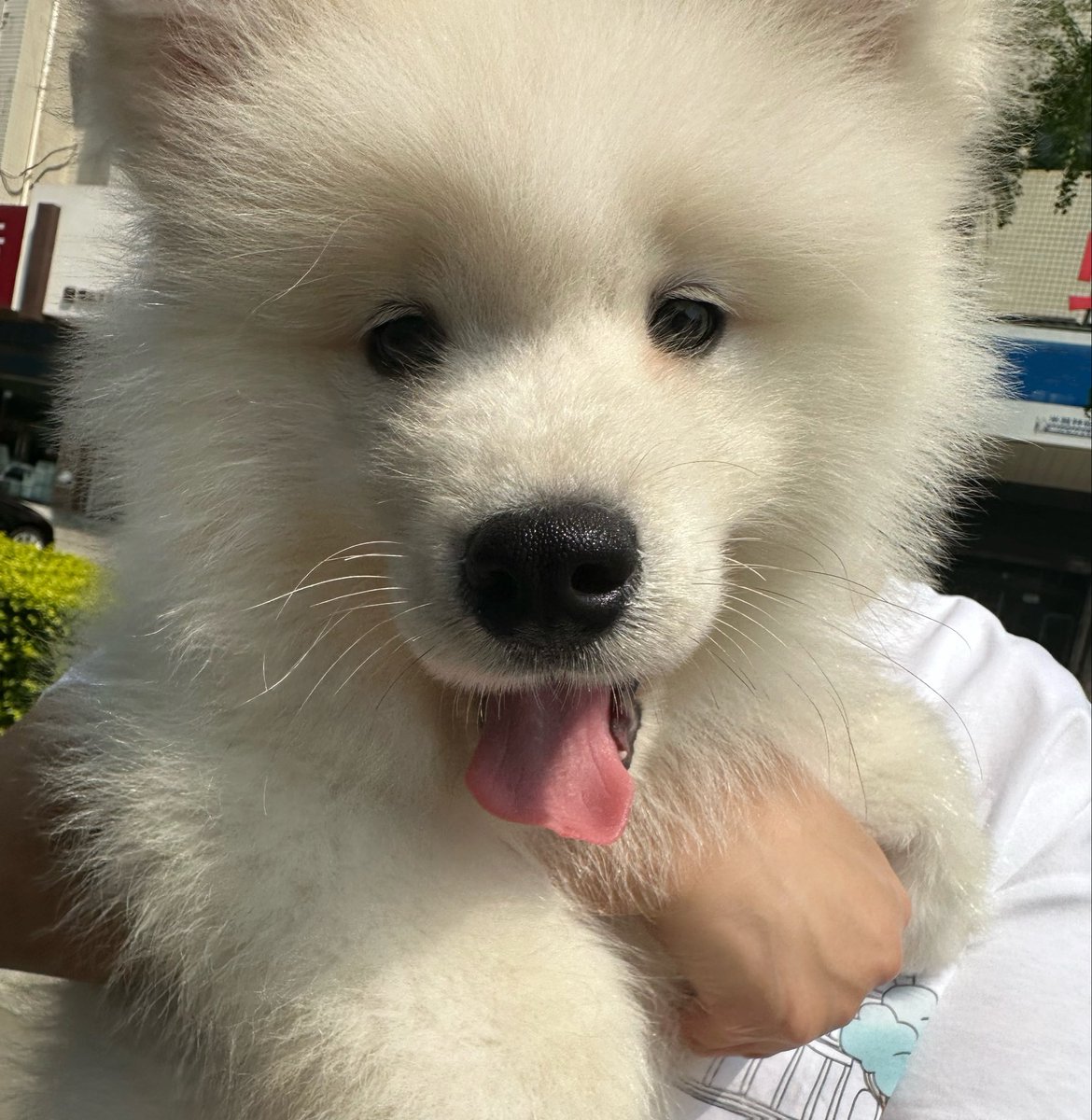 Siphiaxue's tweet image. Recently, because the scenery in spring is very good, I have been travelling around. The puppy has slowly grown up, so when I really feel happy because of inner peace, people often have nothing to say.