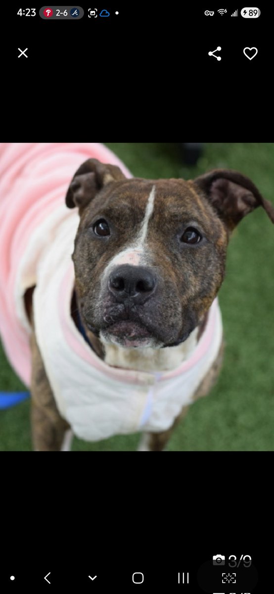 MyBoxerLuvMac1's tweet image. 💔Roxie💔
#NYCACC #113900 6y
▪️Listed TBK: 4/28💉 
#RescueOnly

Precious sweetie's💔, list all she knew.
Surr due 2 housing complaints, re: sep anxiety &amp;amp; hard barking.
Affectionate, playful, adores ppl, solicits contact.
Loves car rides, knows cues.
Darling girl has CIRDC &amp;amp;