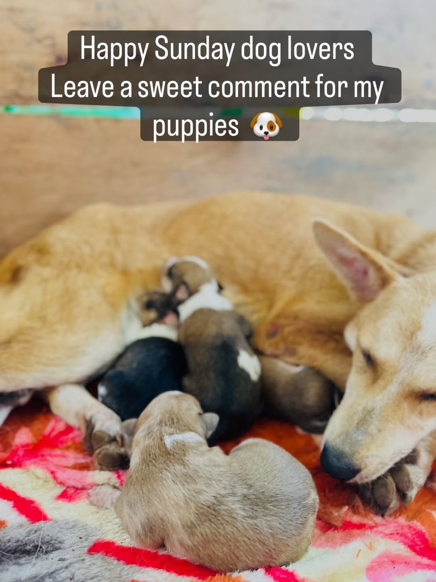 angels4strays's tweet image. Happy Sunday dog lovers 🐶 Drop a ❤️ for these cuties! #DogLovers #RescueDogs #PuppyLove #AdoptDontShop #AnimalRescue