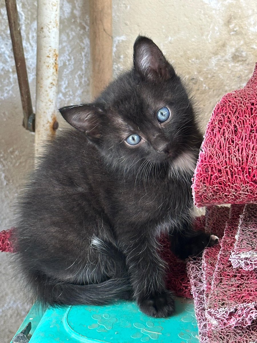 Dr. Jackson Avery yuva arıyor! Sosyal medyayı yıkmaya geldim. Ben susuyorum, gözleri konuşuyor. 2 aylık, sosyal ve yuvasının olmamasına hayretler içinde gördüğünüz gibi. İrtibat: BNE, 📍İstanbul