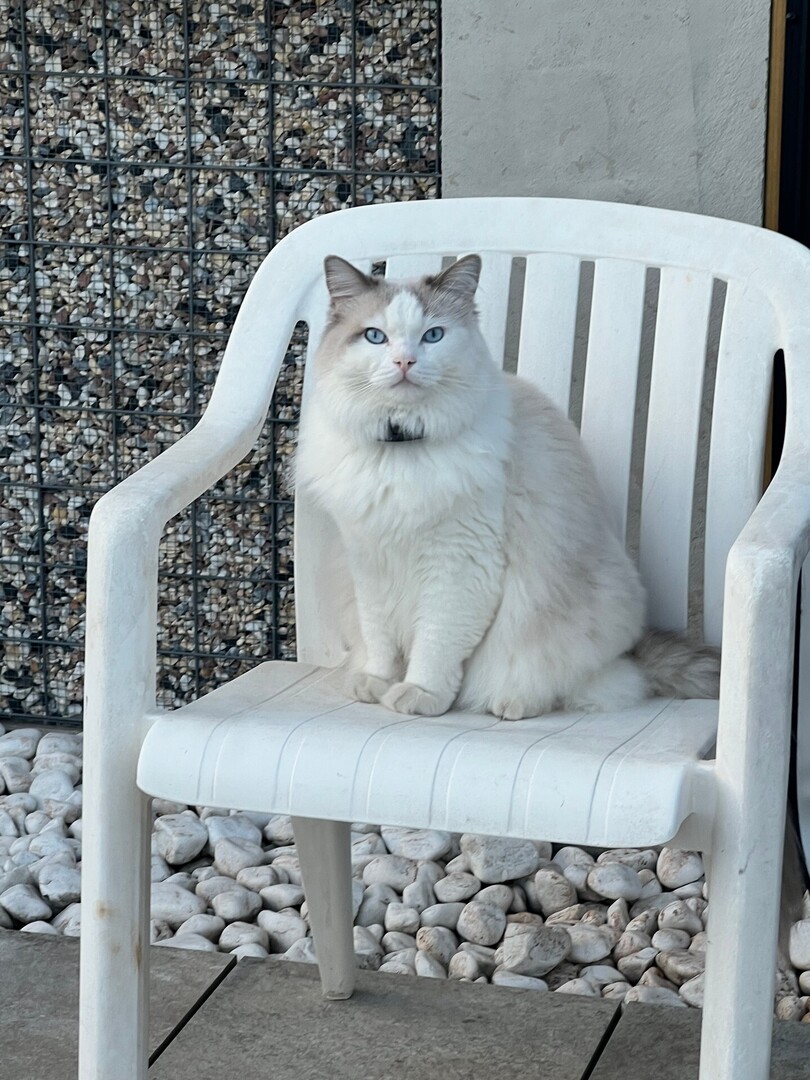 vigipets's tweet image. 🟠 🐱 Chat perdu le 25/04/2026 à Brem-Sur-Mer (85470).
Race : Ragdoll / Âge : 5 an(s)
Summer / Mâle / Identifié(e) : Oui

☎️ 629943742
📧  sire.sandrine@sfr.fr

#chatperdu #chattrouve #chat #perdu #trouve