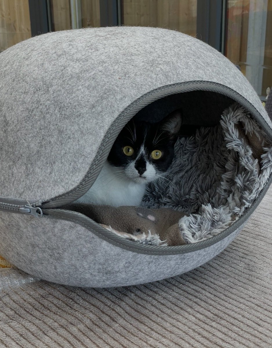 FurFamilyCats's tweet image. The Mothership! 

#Throwback to when Smudge first arrived.  

Goodnight All 💤 💤 💤 

#Smudge 😻

buymeacoffee.com/hannahsfurfami…