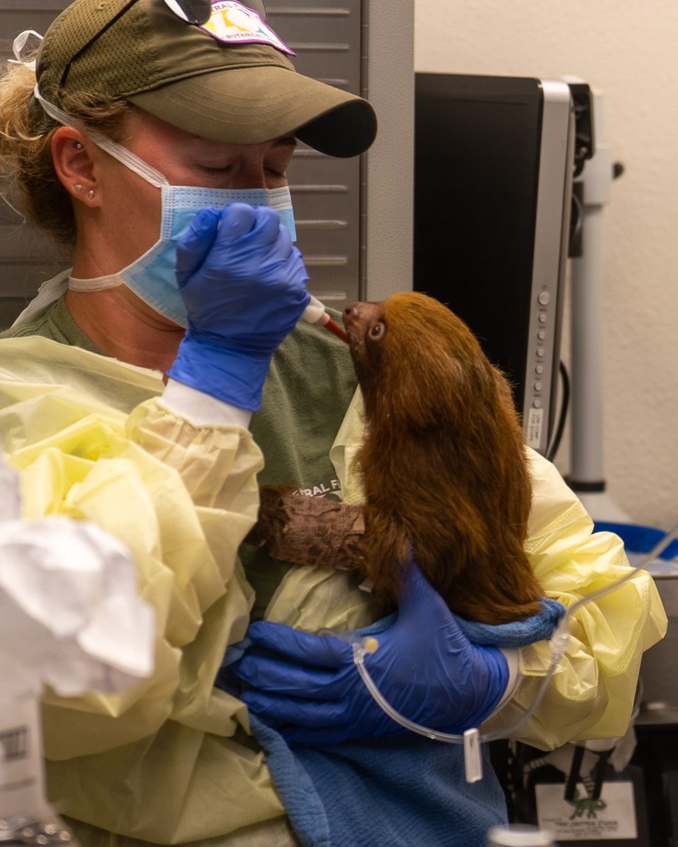 Central Florida Zoo tweet media