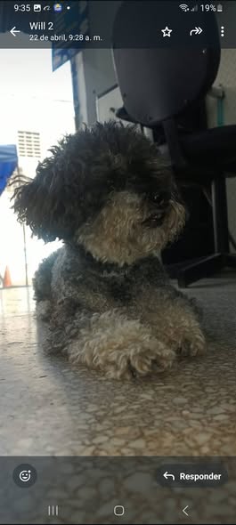 Carolina tweet media