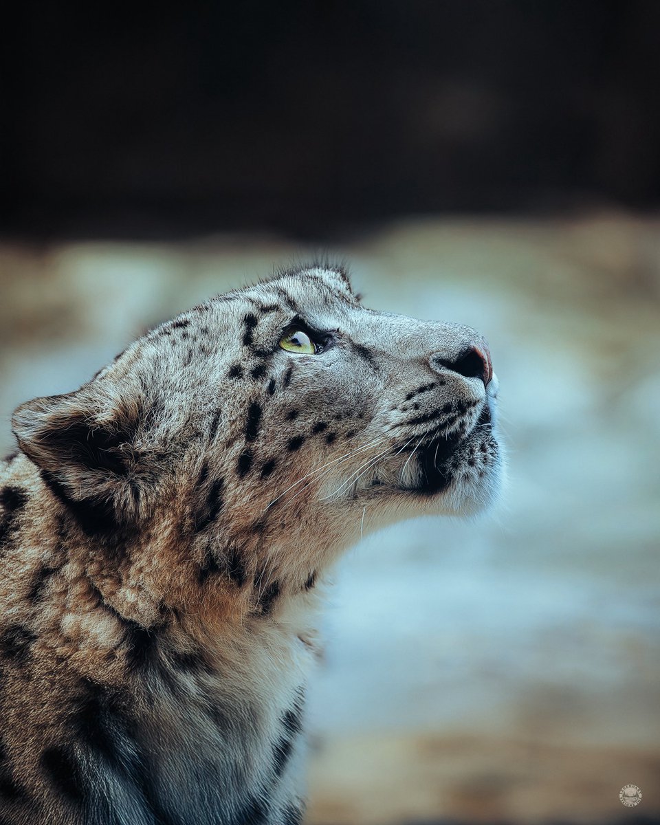 Legendaryvizinc's tweet image. Precision meets the Ghost of the Mountains in my most detailed capture from Hemis National Park to date. 🐆❄️ 

#snowleopard #hemisnationalpark #bigcats #endangeredspecies #wildlifeperfection