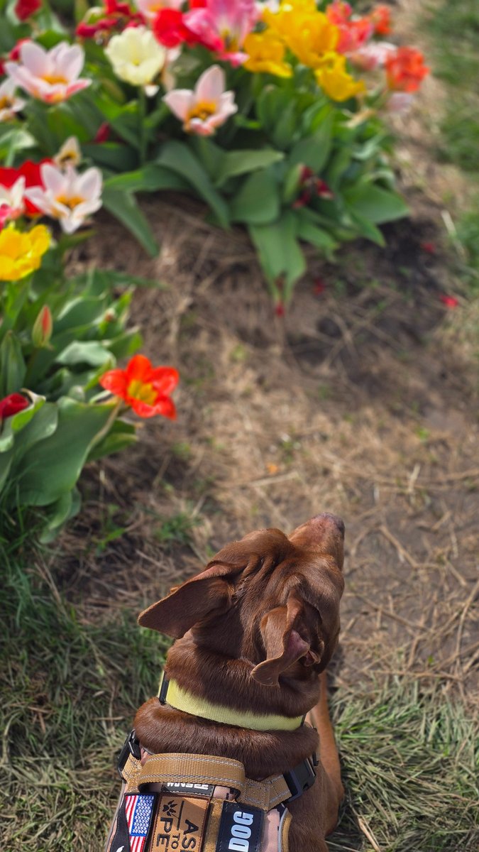 TJWarriorDad's tweet image. wix.to/T9Iels1

Tried to blend in… failed 😄

Mac tried to blend in,
field full of color all around,
reds, yellows, soft whites…

Yeah… not happening 😂

#NationalPoetryMonth #Poetry #DogLife #WarriorDad
