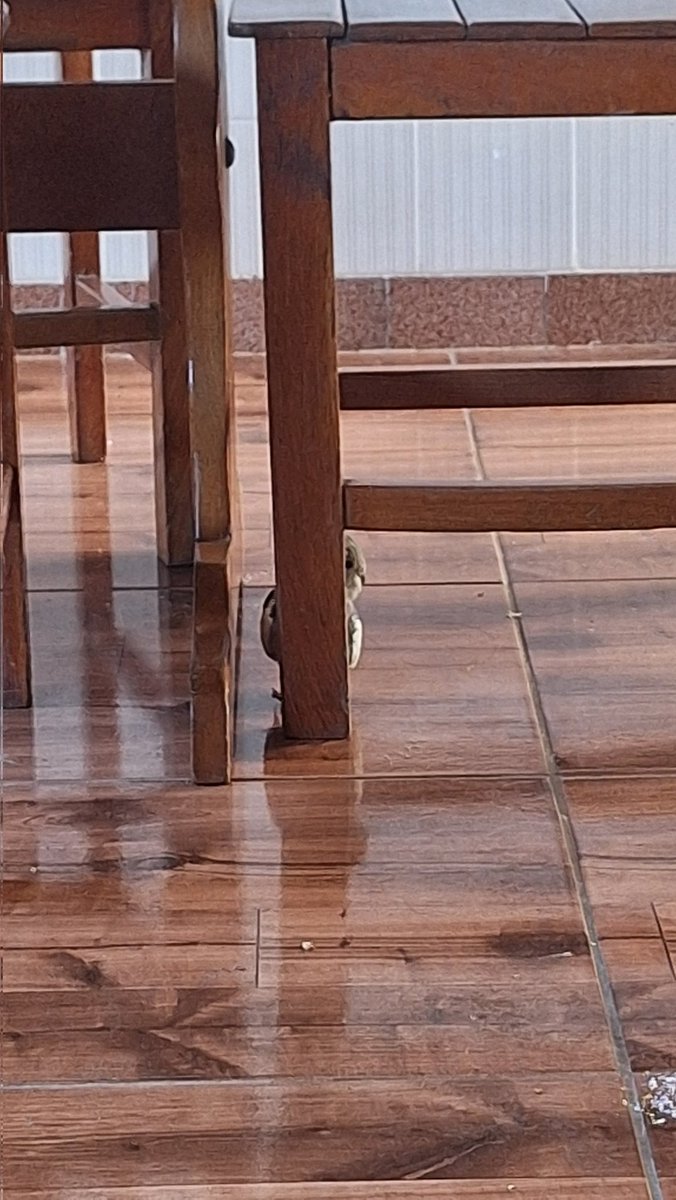 isabella 🎮 pragmata tweet media