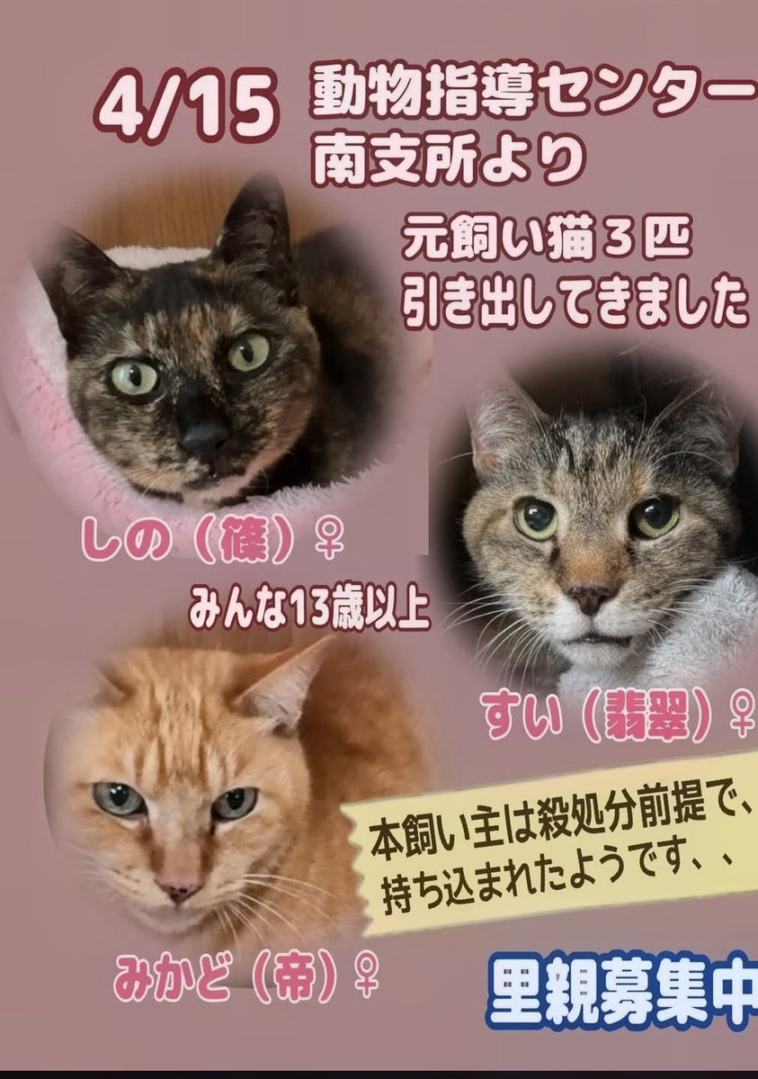 エイペア　飼い主さん募集 2024年10月18.19.20日☆全国犬猫飼い主を探す会inジャンボイエロー亀田