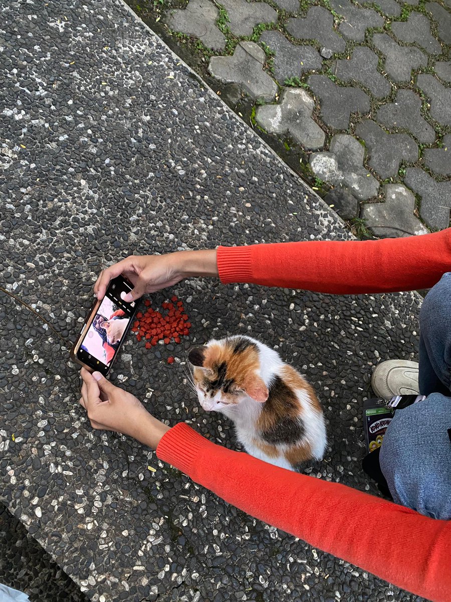 gemes suka kucing fikom