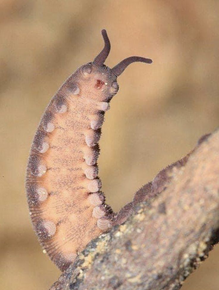 Ellizary tweet media