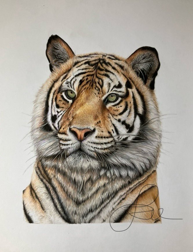 studio22artz's tweet image. Managed to do more work on the tiger. Not too much more to do now. #art #drawing #tiger