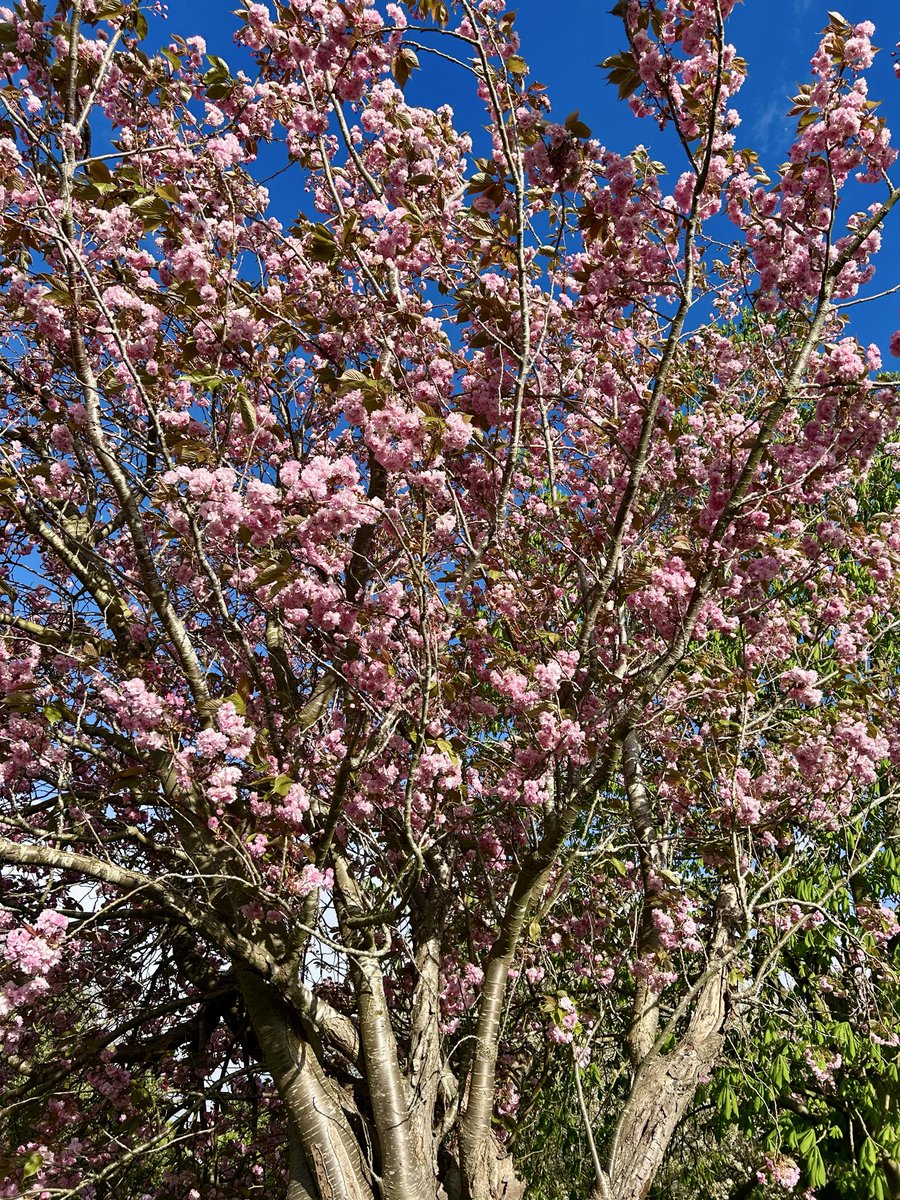 CyndiLovesRoses's tweet image. Park walkies with Bandit, daffodils, cherry blossoms and feeding the geese and their fluffy goslings.😊🌸🪿#park #jackrussell #Spring #geese #daffodils