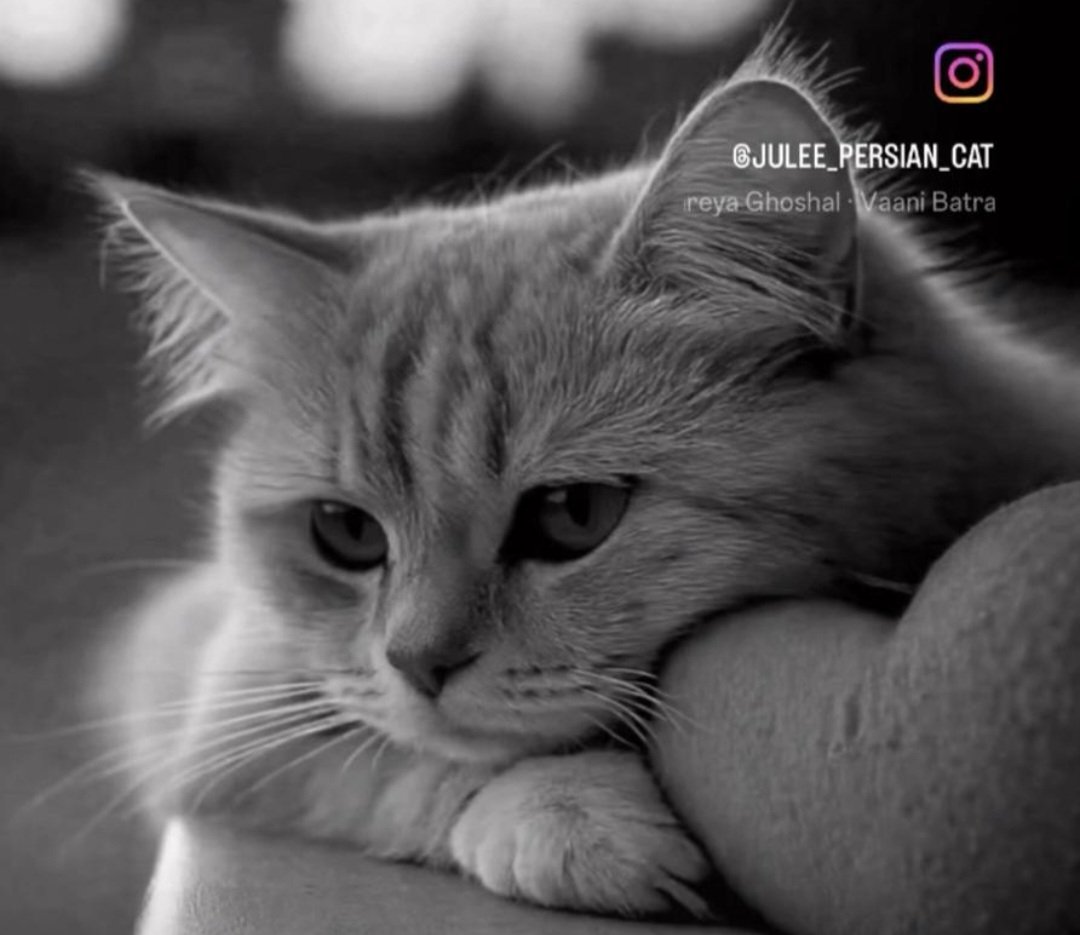 Fredrick law tweet media