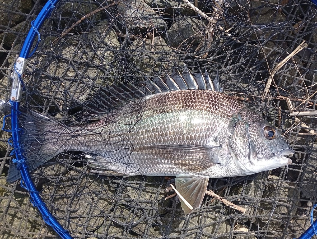 skyqoon's tweet photo. 2026年4/26(日)退院後,初釣行🎣
開始57分後に黒鯛さん33cmに再会
さらに10分後にキビレ20cmに再会🥹 https://t.co/o6hglMpvqH