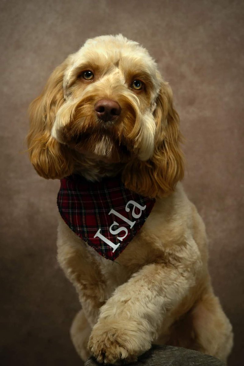 MissingPetsGB's tweet image. IT IS NOT TOO LATE TO COME FORWARD AND GIVE INFORMATION FOR  REWARD  OR EVEN BETTER HAND ISLA IN TO ANY VET SAYING YOU FOUND HER.

Isla has a family with young children waiting for her. If you know anything, please call in confidence.
#Aberdeenshire #Scotland #AB31
#stolendoghour