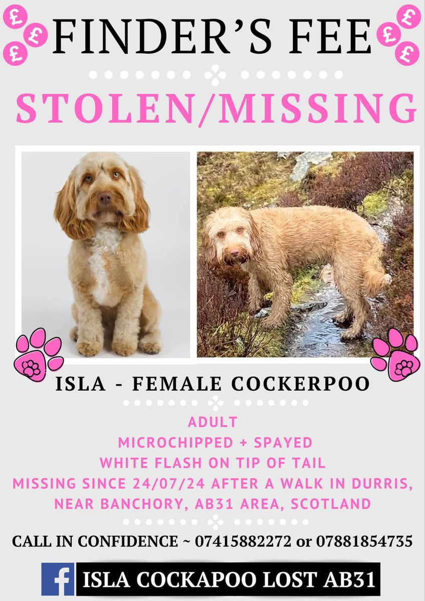 MissingPetsGB's tweet image. IT IS NOT TOO LATE TO COME FORWARD AND GIVE INFORMATION FOR  REWARD  OR EVEN BETTER HAND ISLA IN TO ANY VET SAYING YOU FOUND HER.

Isla has a family with young children waiting for her. If you know anything, please call in confidence.
#Aberdeenshire #Scotland #AB31
#stolendoghour