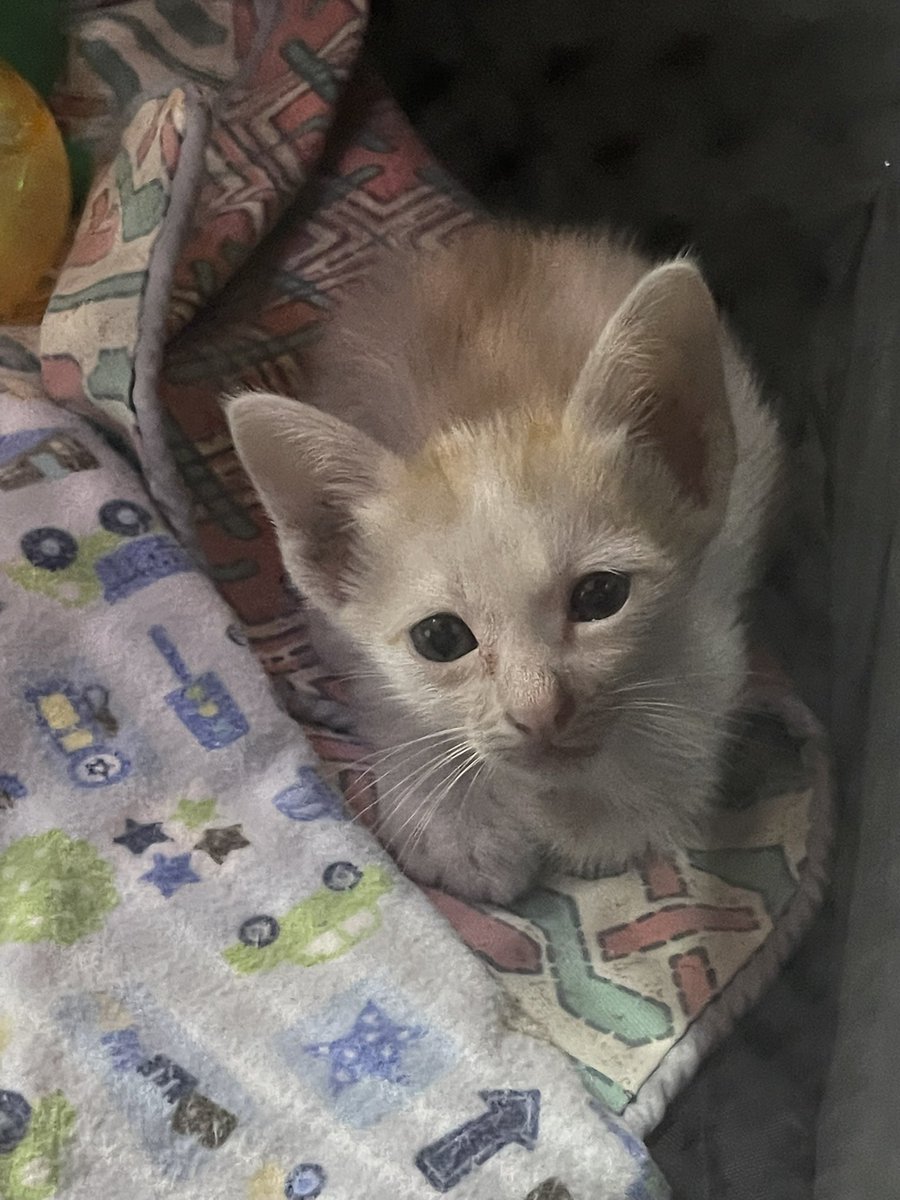 Morr🦬🥩《 ARP 》 tweet media