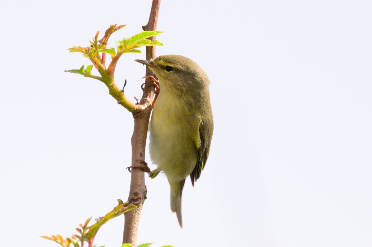 dparody's tweet image. Willow warbler #birding