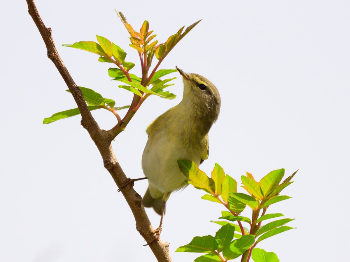 dparody's tweet image. Willow warbler #birding