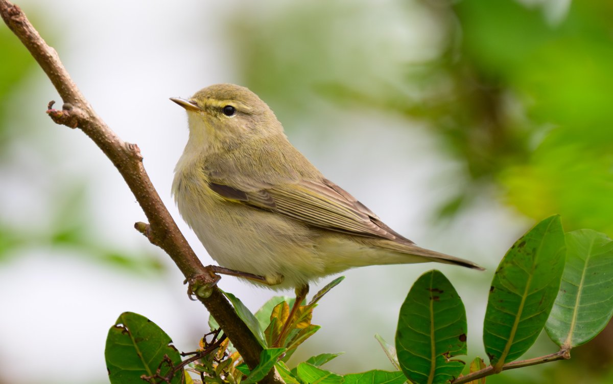 dparody's tweet image. Willow warbler #birding
