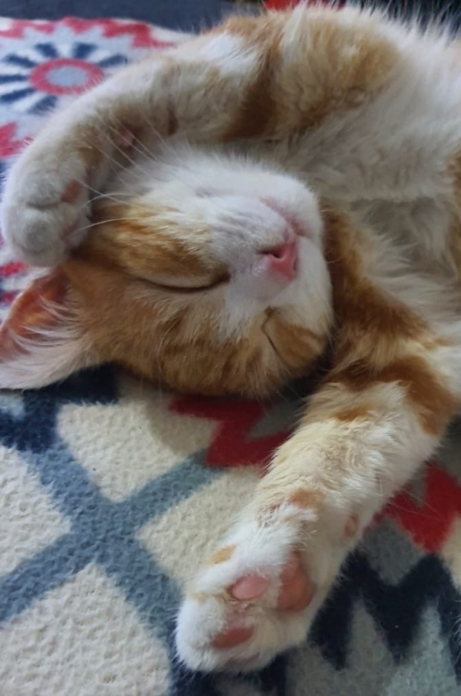 Prof. Dr. Muge Ozcan tweet media