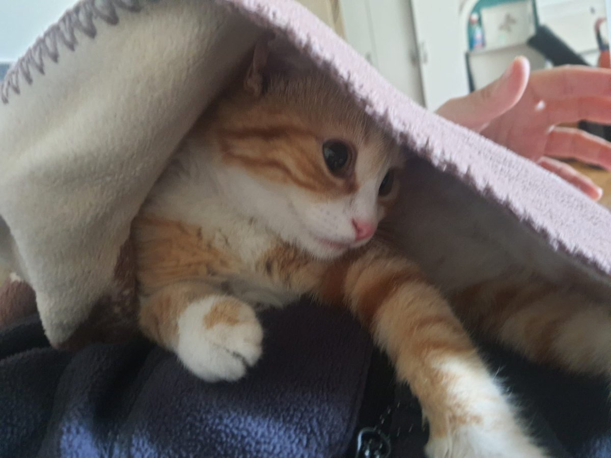 Prof. Dr. Muge Ozcan tweet media