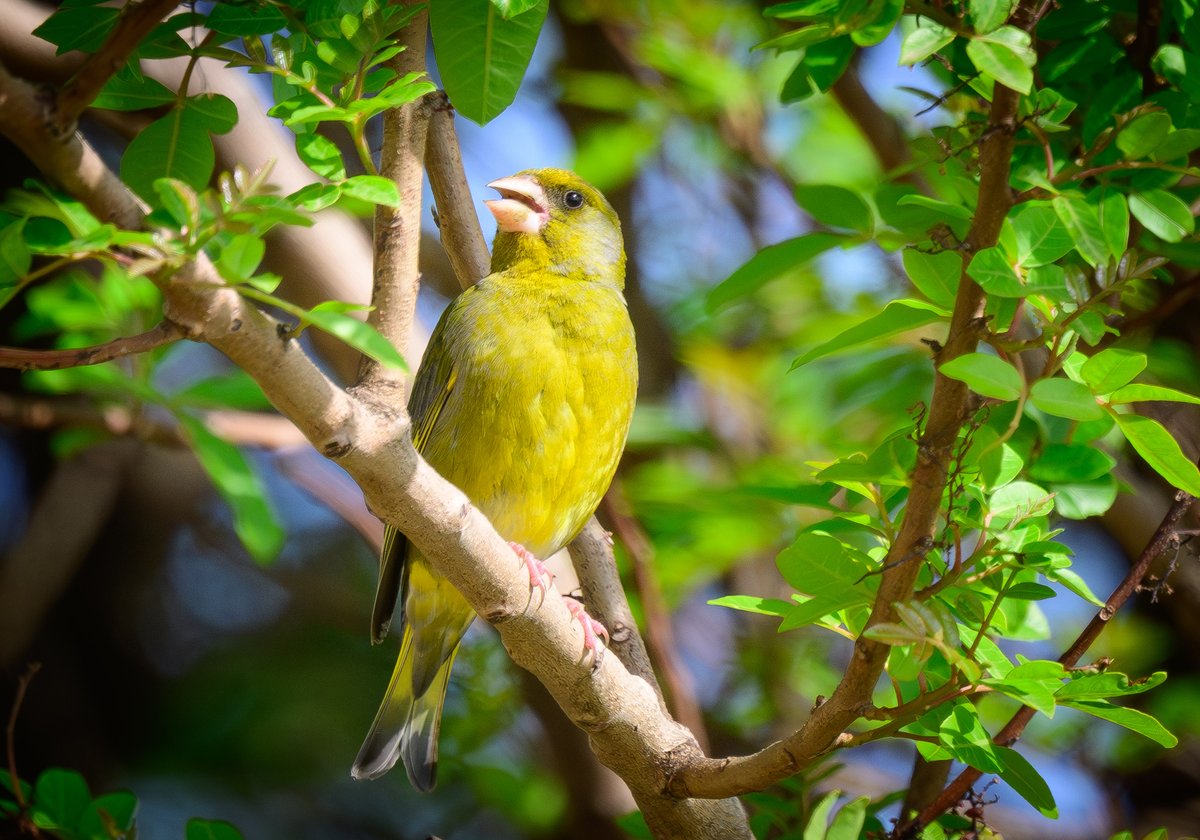 dparody's tweet image. Greenfinch #birding