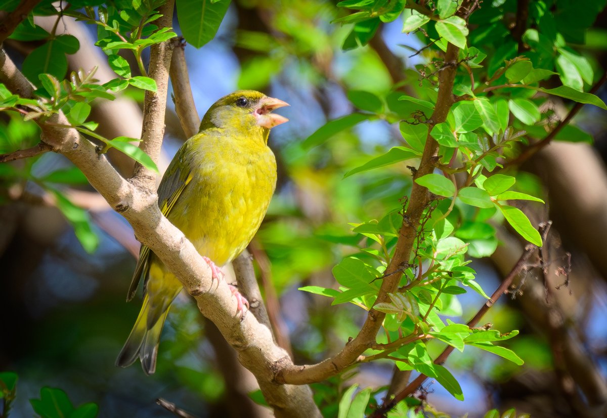 dparody's tweet image. Greenfinch #birding