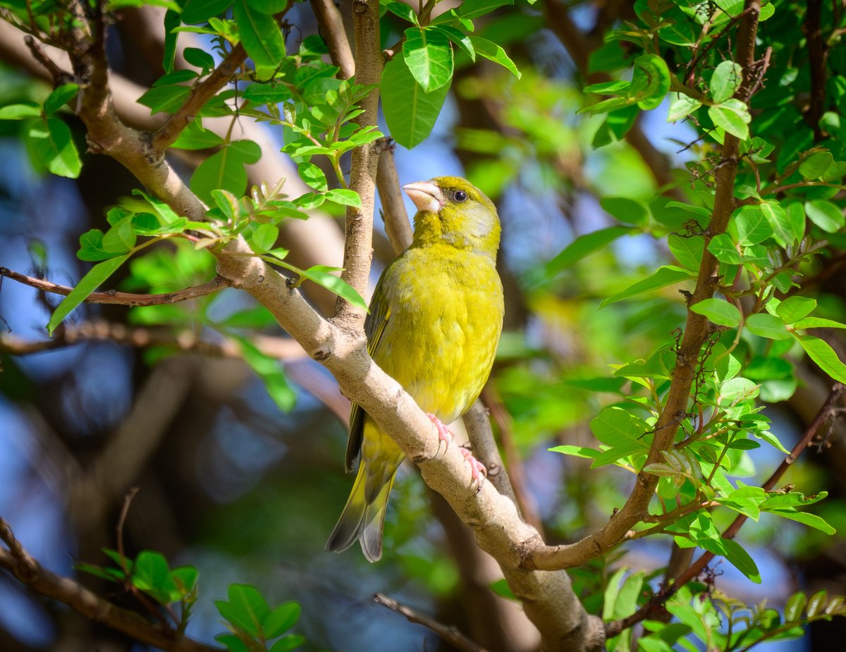 dparody's tweet image. Greenfinch #birding